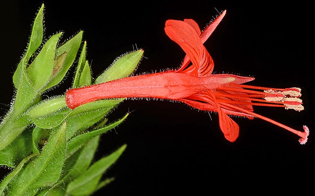 Epilobium canum ssp. latifolium
