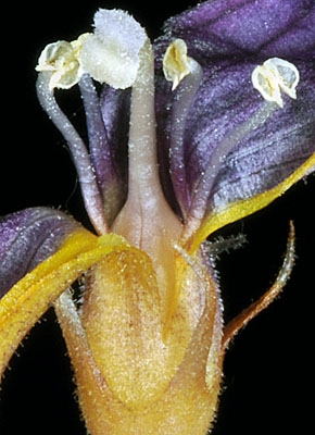 Aphyllon purpureum