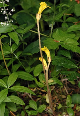 Aphyllon epigalium ssp. epigalium