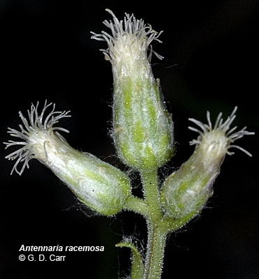 Antennaria racemosa