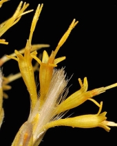 Chrysothamnus nauseosus ssp. albicaulis