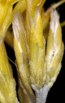 Chrysothamnus nauseosus ssp. albicaulis