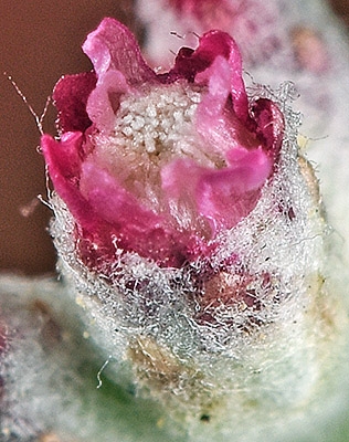 Antennaria geyeri