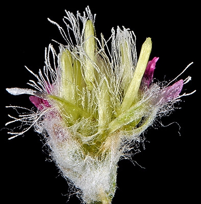 Antennaria geyeri