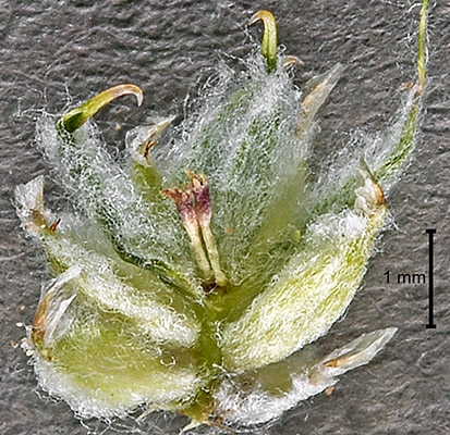 Ancistrocarphus filagineus