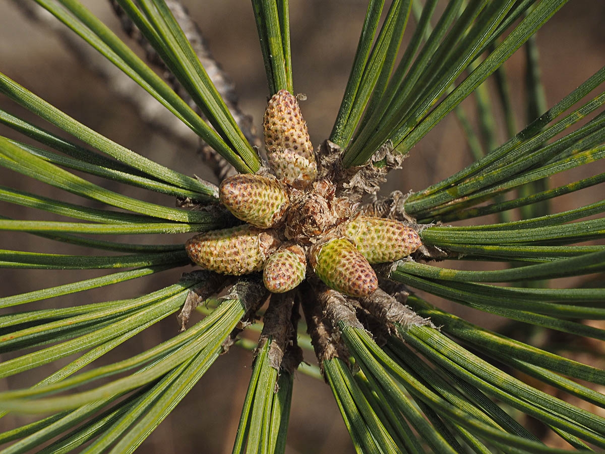 Pinus torreyana ssp. torreyana