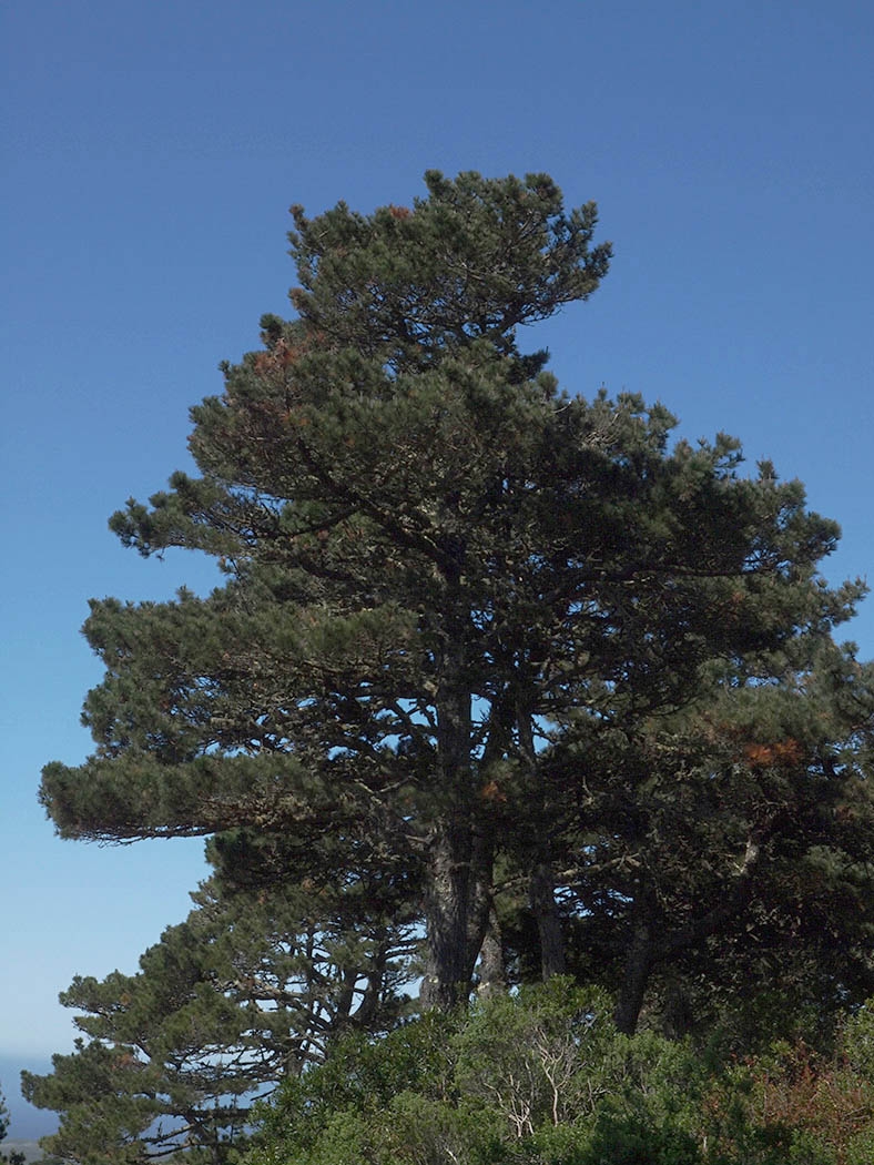 Pinus muricata