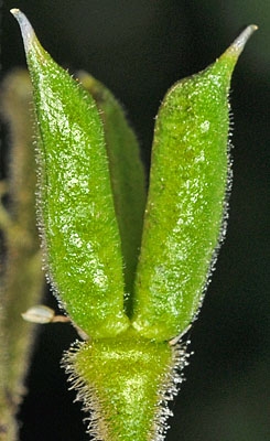 Aconitum columbianum ssp. columbianum