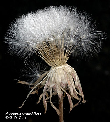 Agoseris grandiflora var. grandiflora