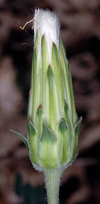 Agoseris grandiflora var. leptophylla