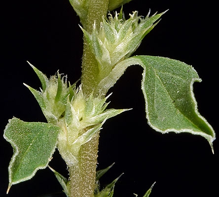 Amaranthus californicus