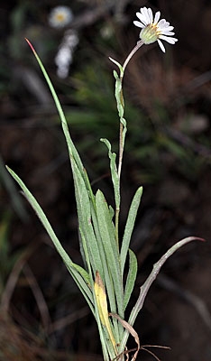 Erigeron eatonii var. plantagineus