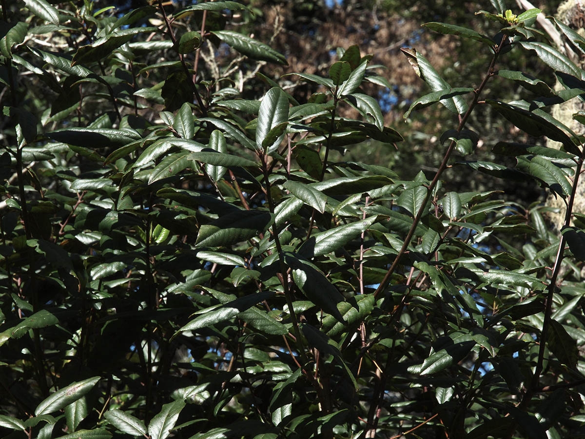 Frangula californica ssp. occidentalis