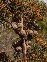 Cupressus goveniana ssp. pygmaea