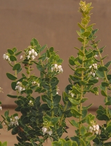 Arctostaphylos viridissima