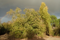 Populus balsamifera ssp. trichocarpa