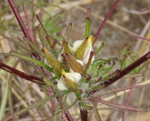 Cordylanthus rigidus ssp. setiger