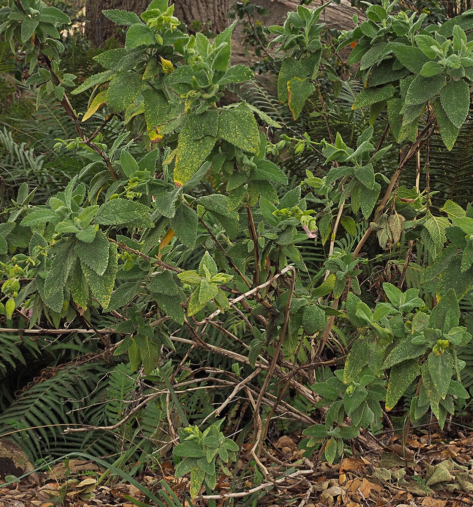 Lepechinia fragrans