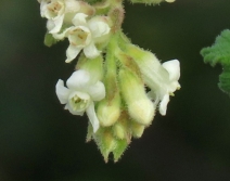 Ribes malvaceum var. indecorum