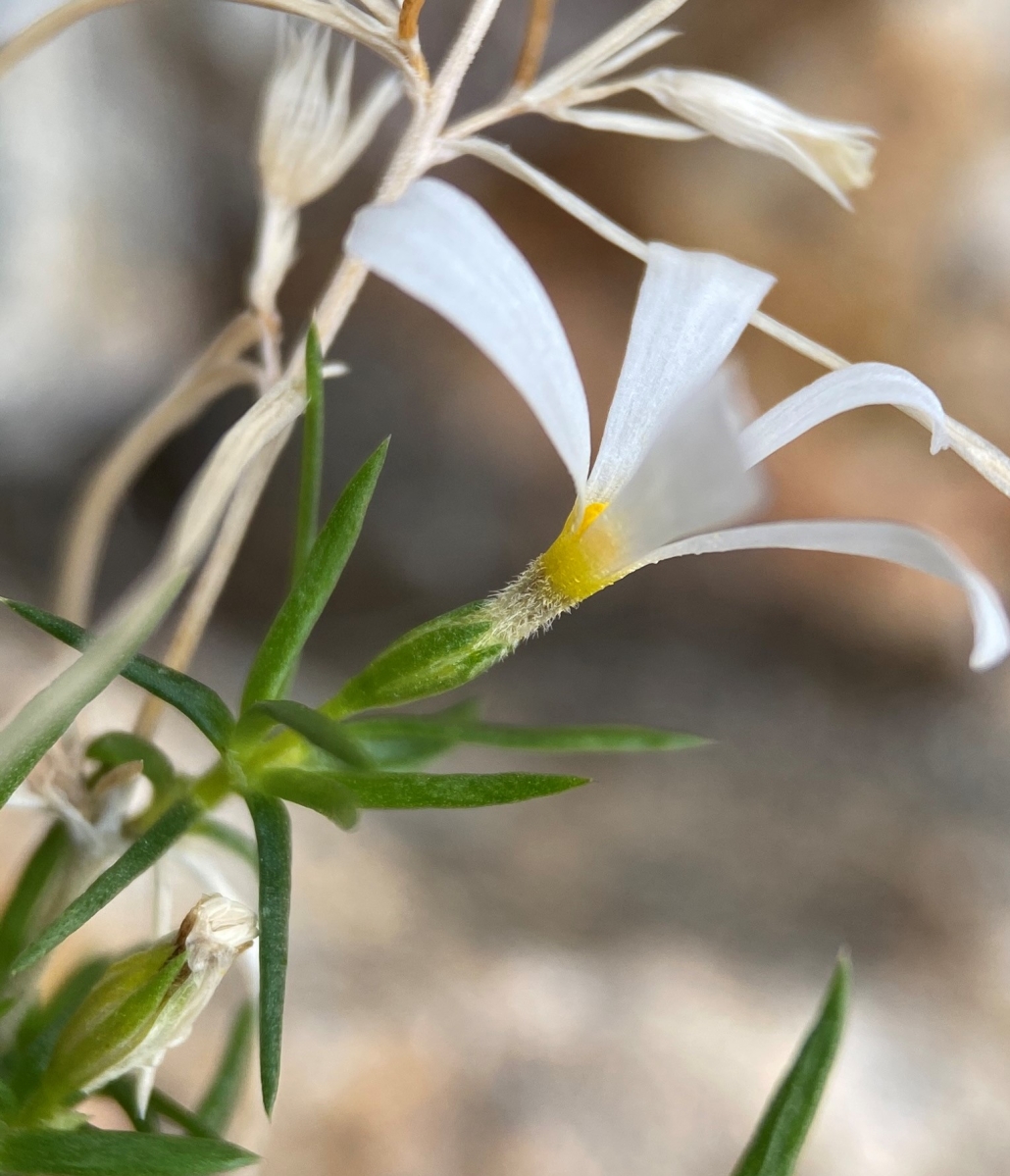 Leptosiphon floribundus ssp. hallii