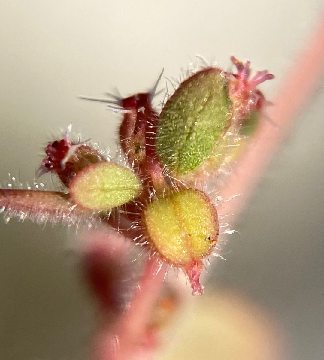Euphorbia setiloba