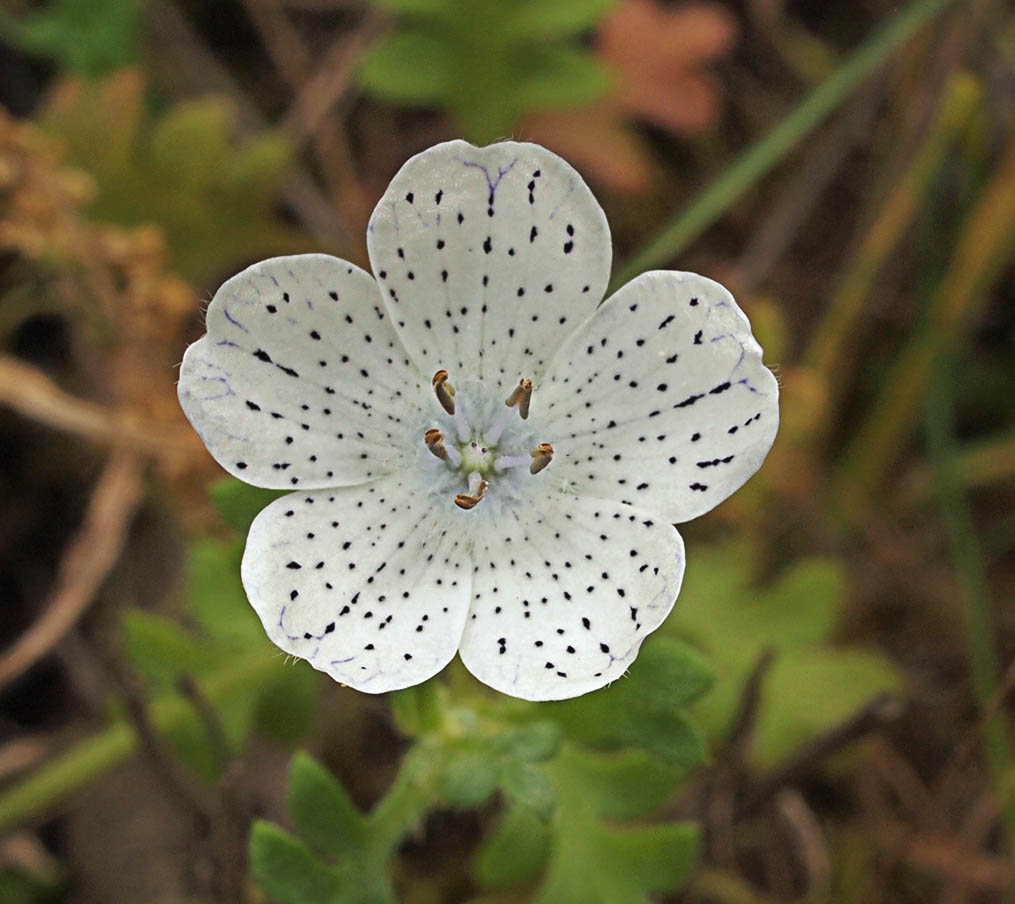 Nemophila menziesii var. atomaria