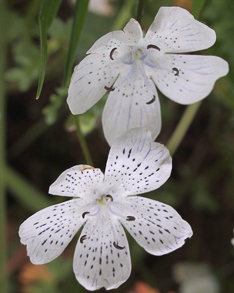 Nemophila menziesii var. atomaria