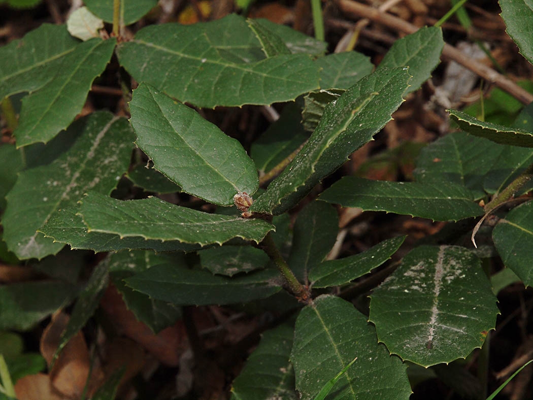 Notholithocarpus densiflorus var. densiflorus