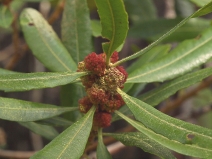 Myrica californica