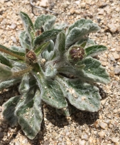 Hulsea vestita ssp. gabrielensis
