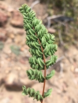 Pellaea mucronata ssp. californica