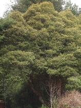 Lithocarpus densiflorus var. densiflorus