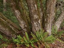 Lithocarpus densiflorus var. densiflorus