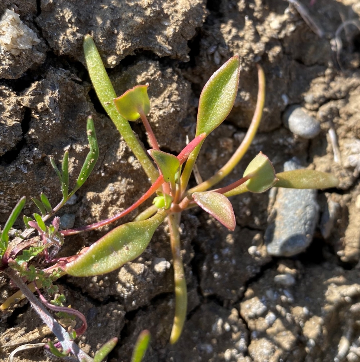 Claytonia perfoliata ssp. intermontana