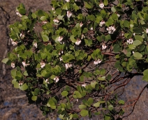 Arctostaphylos manzanita ssp. roofii