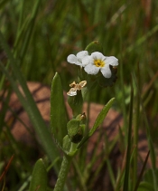 Plagiobothrys tener ssp. tener