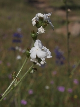 Plagiobothrys tener ssp. tener