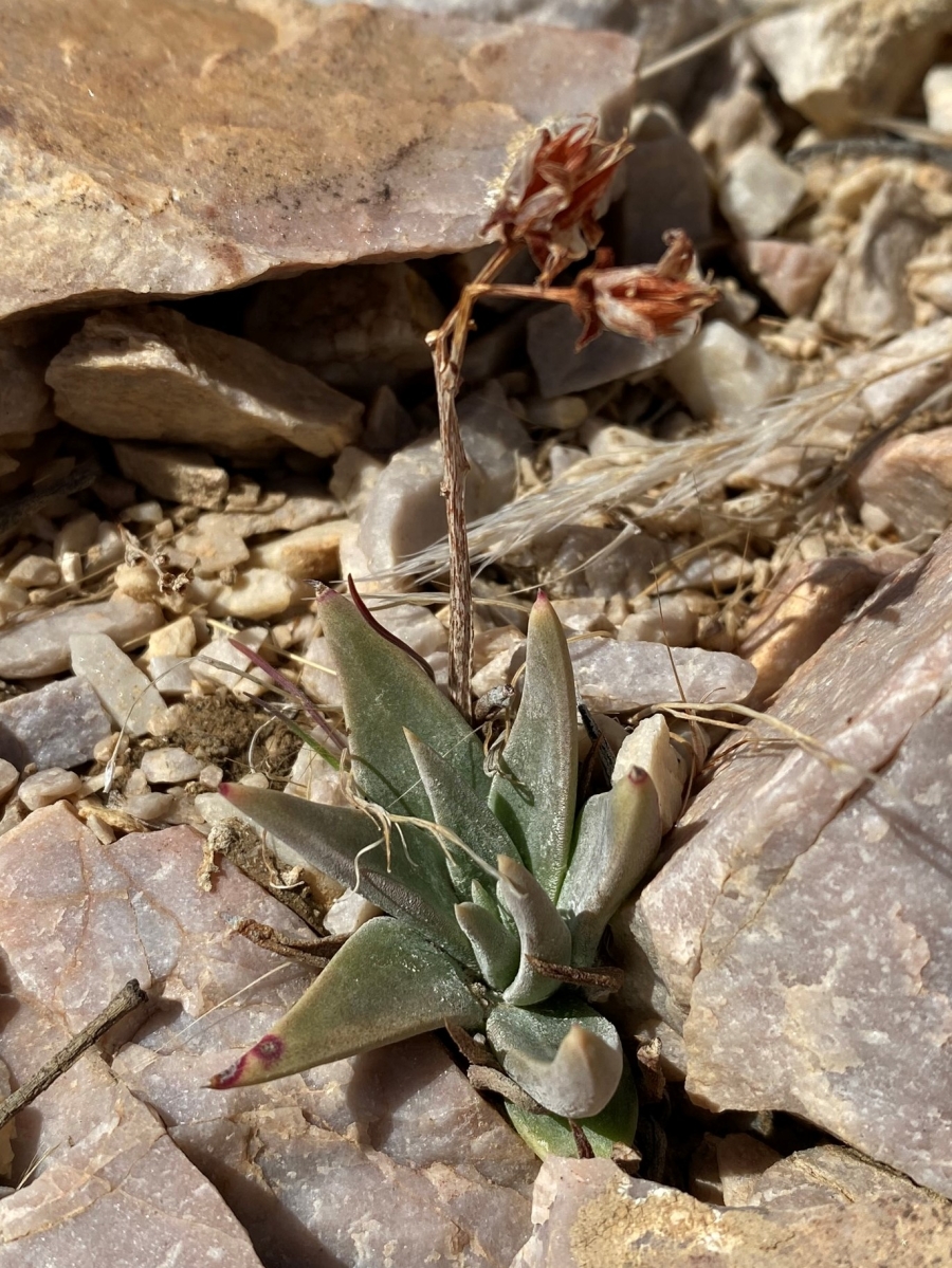 Dudleya saxosa ssp. saxosa
