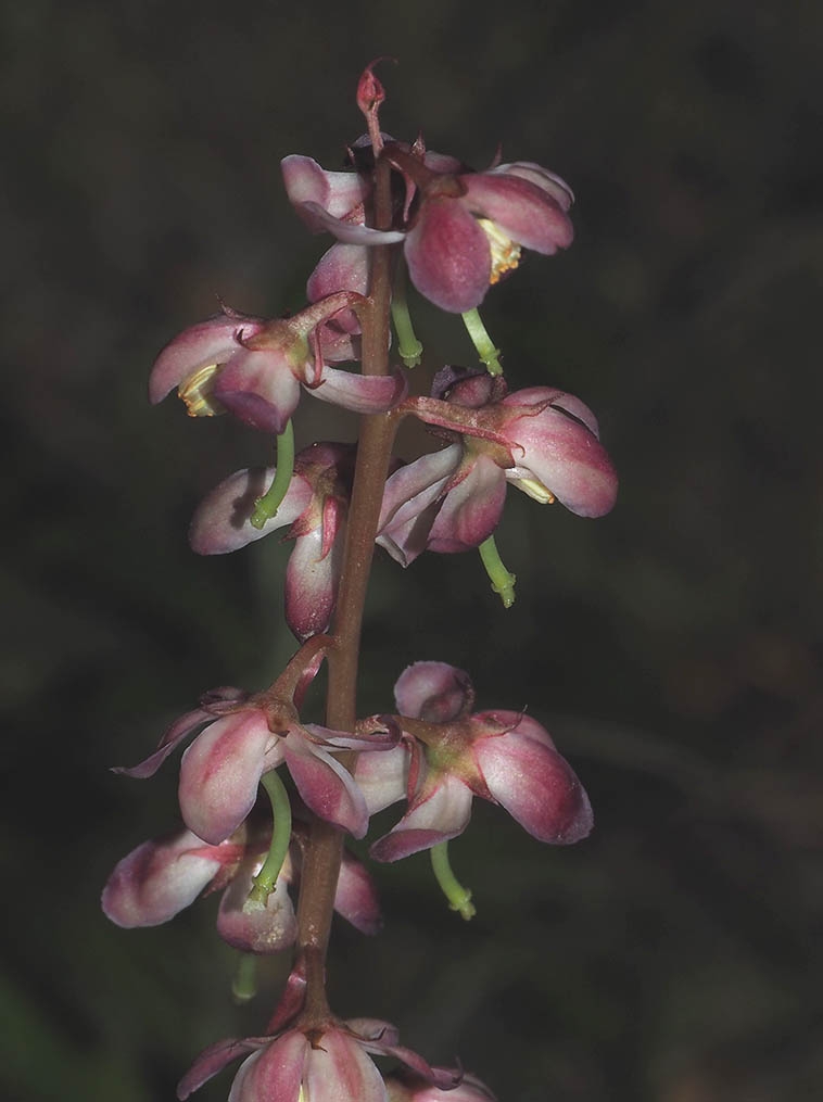 Pyrola asarifolia ssp. bracteata