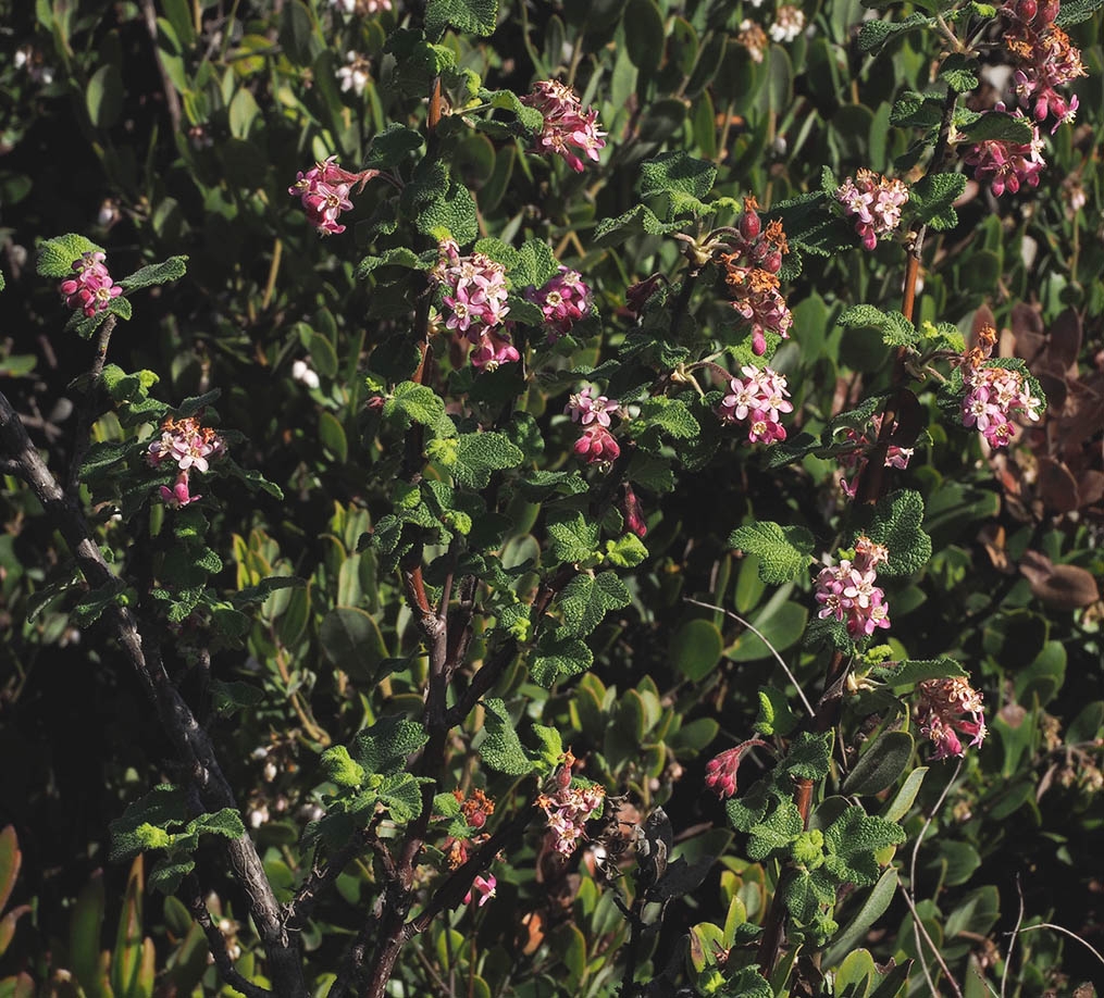 Ribes malvaceum var. viridifolium