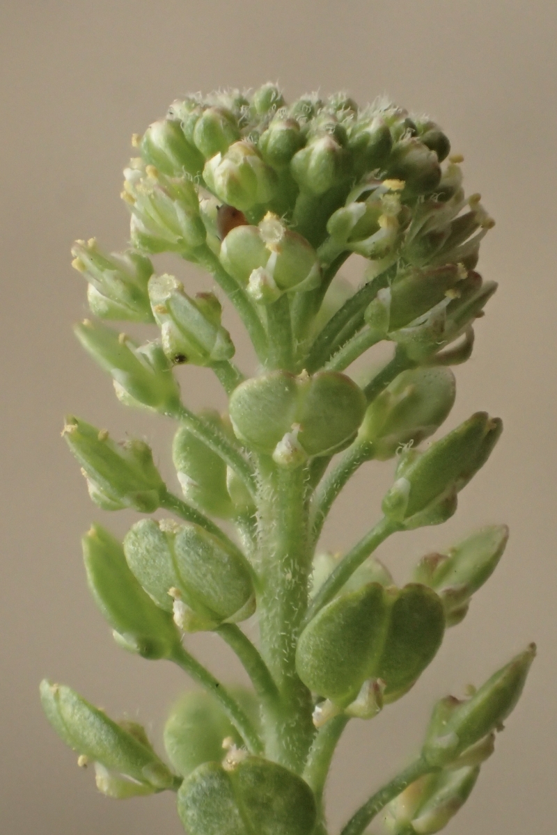 Lepidium lasiocarpum ssp. lasiocarpum