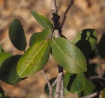 Rhamnus pirifolia