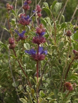 Salvia dorrii var. incana