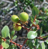Prunus fremontii