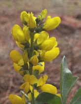 Thermopsis californica var. c.