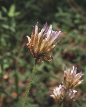 Trifolium longipes ssp. multipedunculatum