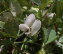 Trifolium monanthum