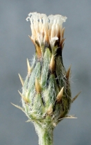 Volutaria tubuliflora