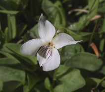 Viola macloskeyi var. macloskeyi