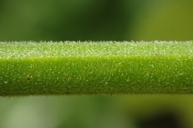 Solanum umbelliferum